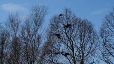 Three crows are arguing for a nest. The third is an extra concept.