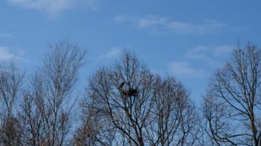 A crow builds a nest on a tree. Clear spring morning.