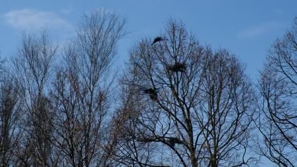 Drei Krähen Streiten Ein Nest Der Dritte Ist Ein Zusätzliches — Stockvideo