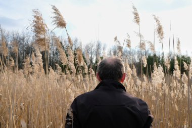 Adam altın saatinde bej kamışların arka planında.