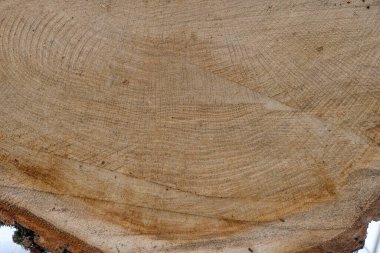 Meşe kesiği dokusu. Testere izleri. Boşluğu kopyala.