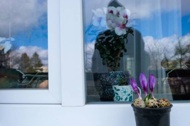 Pencere zemininde çiçekler olan Paskalya yumurtaları. İnsan siluetinin yansıması ve camdaki gökyüzü. Evde Paskalya. Gerçek hayat. Boşluğu kopyala.