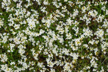 Küçük beyaz kır çiçeklerinin arka planı. Üst görünüm.