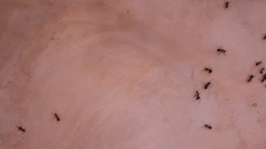 Ants on a copper surface. Information transfer concept.