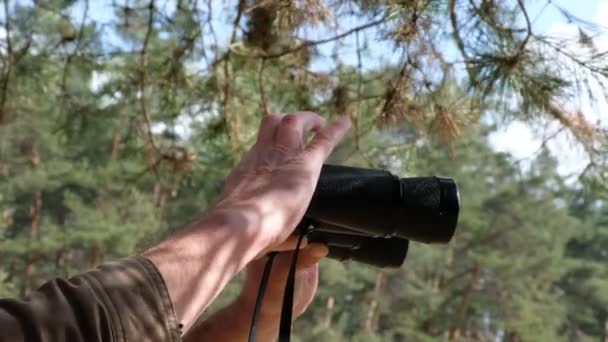 Manos Masculinas Sosteniendo Prismáticos Sobre Fondo Bosque Pinos Mañana Soleada — Vídeo de stock