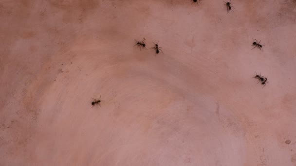 Bakır Yüzeydeki Karıncalar Yeni Bölgenin Keşfi — Stok video