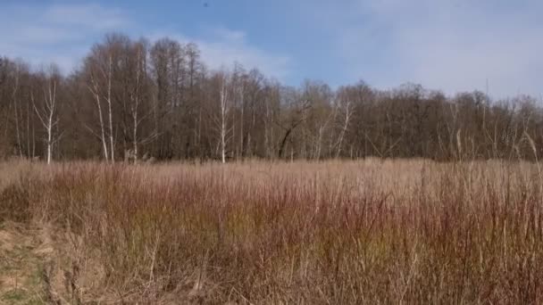 Paisaje Vida Silvestre Con Cañas Secas Sobre Fondo Forestal Zona — Vídeos de Stock