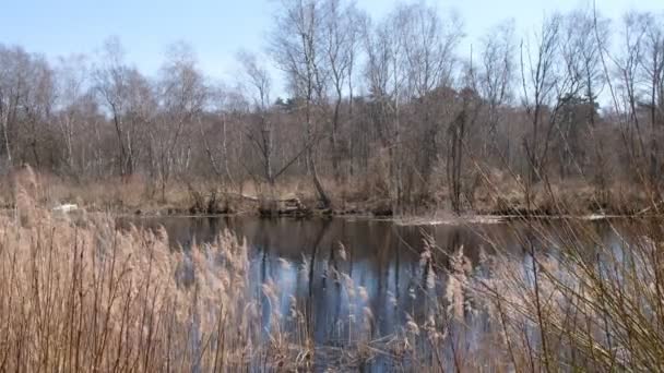 Lago Forest Lugar Castores Humedales Ucrania — Vídeos de Stock