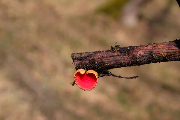 Sarcoscypha Austriaca Scarlet Elfcup Hartvorm Natuurlijk Hart Liefdesconcept Kopieerruimte — Stockfoto