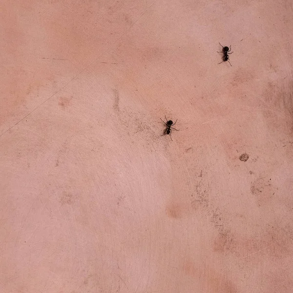 Zwei Ameisen Auf Einer Kupferoberfläche Soziales Distanzkonzept Kopierraum — Stockfoto