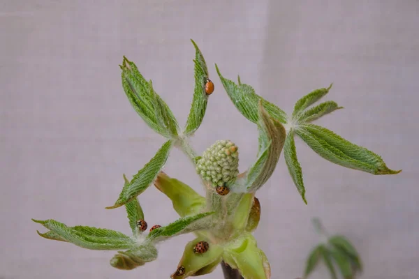 Rama Castaño Joven Antes Floración Hojas Como Cáñamo Mariquitas Una —  Fotos de Stock