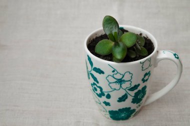 Genç Para Ağacı Crassula ovata bardakta. Zenginliğin sembolü olarak ev dekorasyonu için ekin. Boşluğu kopyala.