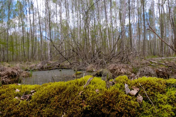 神秘的森林沼泽 前景一片青苔 世界湿地日概念 — 图库照片