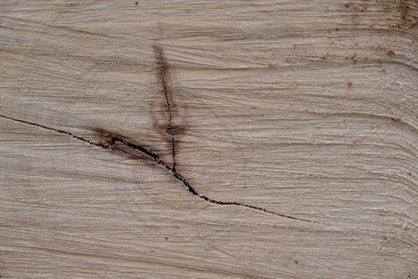 Light Ash Wood Natural Crack Trunk Copy Space — Stock Photo, Image