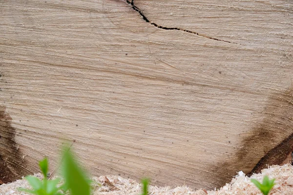 Light Ash Wood White Sawdust Copy Space — Stock Photo, Image