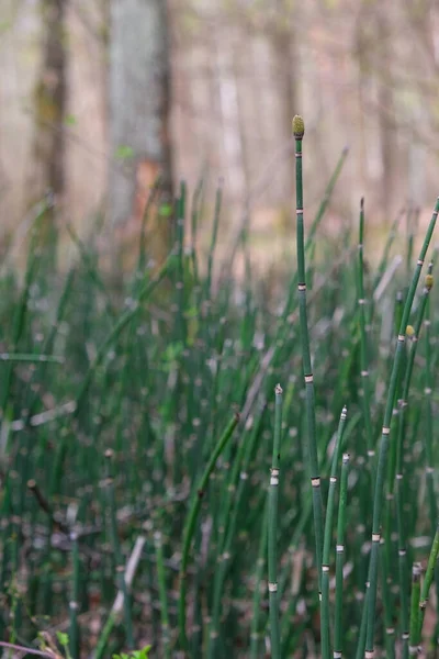 Sert at kuyruğu. Tidewater Yeşil Renk Trend 2021. Dikey görüntü. Boşluğu kopyala.