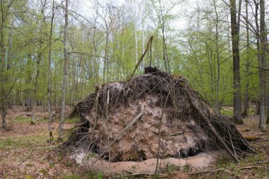 Düşmüş ağaç kökü. Kum, devrilmiş bir ağacın köklerini kapladı..