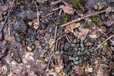 Islak bataklık zemininde roe geyiği dışkısı. Ukrayna Ormanları.