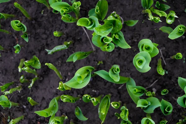 Belle Foglie Verde Scuro Giglio Della Valle Chiave Bassa Fibonacci — Foto Stock