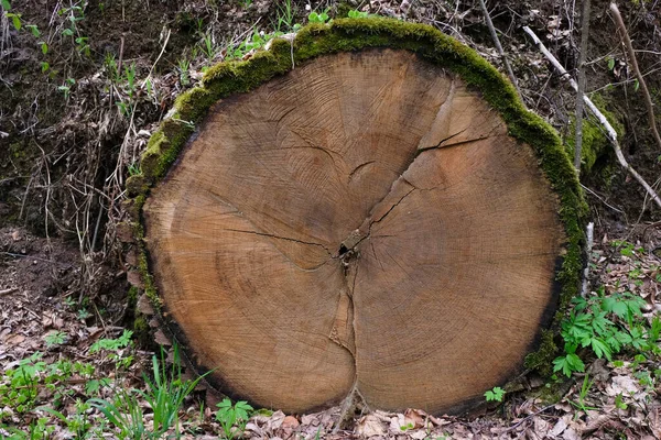 Doorsnede Van Gezaagde Machtige Eik Bosachtergrond Schors Begroeid Met Groen — Stockfoto