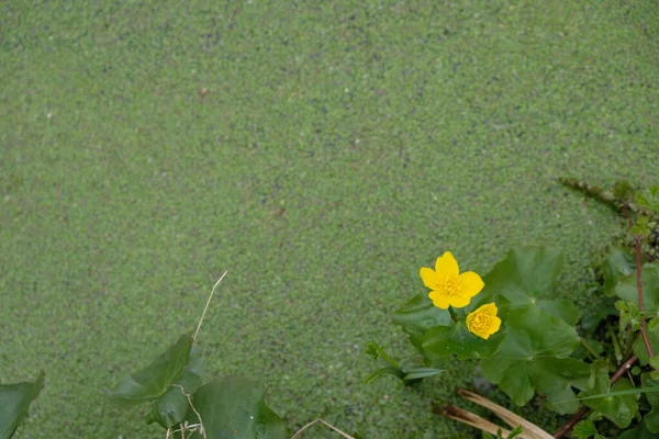 Marsh Marigold Pada Latar Belakang Bebek Gulma Caltha Palustris Konsep — Stok Foto