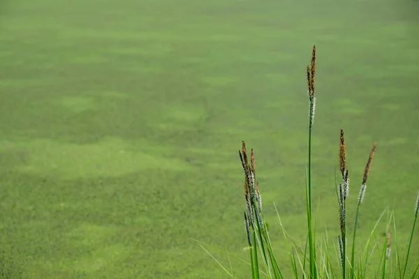 Épi Rampant Précipitent Fleurs Sur Fond Asclépiade Eleocharis Palustris Concept — Photo