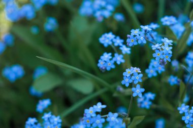 Tide Water Green Color arka planında küçük mavi unutma beni çiçekleri. Karanlık fotoğraf. Forget-me-not, 1932-1933 yılları arasında Ukrayna 'daki Holodomor kurbanlarının anılarının bir sembolüdür. Boşluğu kopyala.