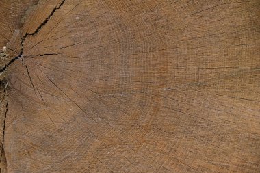Eskimiş kahverengi meşe arka planı, çatlaklar ve yıllık halkalar. Boşluğu kopyala.