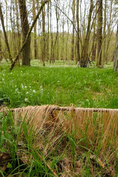 Droge Bos Gras Een Gevallen Tak Achtergrond Van Een Bos — Stockfoto