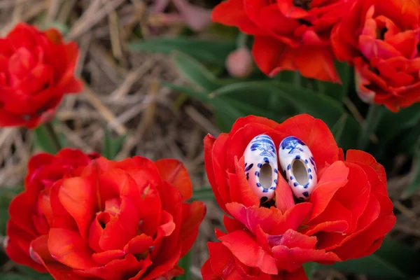 Невеличка Керамічна Нідерландська Туфля Кломпен Клоги Червоному Тюльпані Подорож Туризм — стокове фото