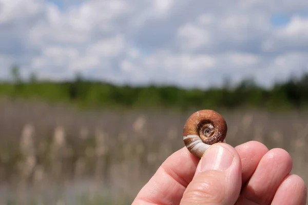 River spiral shell in a human hand on a wildlife background. Copy space.