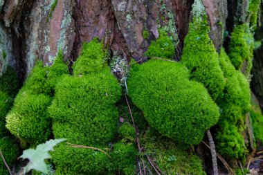 Güneşli bir sabahta çam ağacının gövdesinde yeşil yosun. Vahşi yaşam renkleri kavramı.