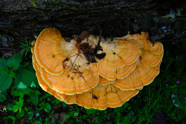 Tinder Cogumelos Vista Superior Conceito Cores Vida Selvagem — Fotografia de Stock