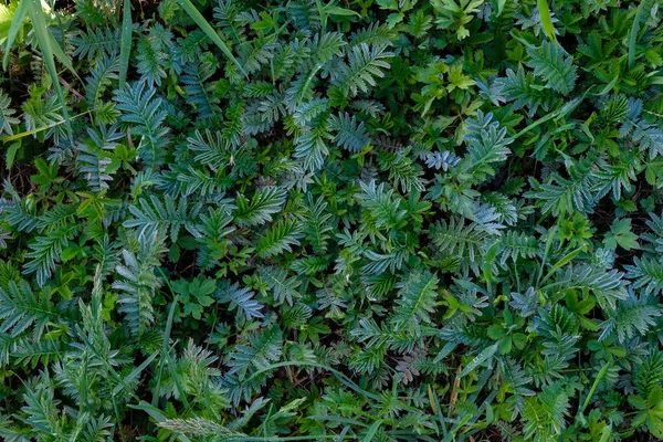 Die Oberfläche Der Silberblätter Argentinien Anserina Ansicht Von Oben — Stockfoto