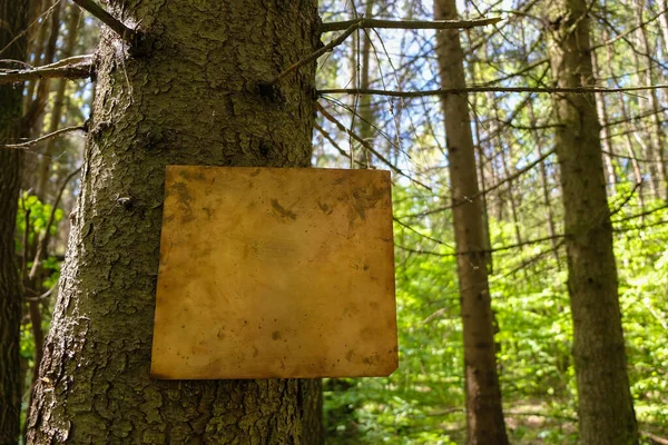 Üres Rézlemez Reggeli Erdő Hátterében Természetvédelmi Koncepció Váratlan Fogalom — Stock Fotó