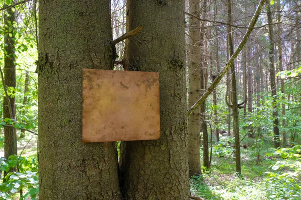 古いトウヒの森の背景に空の銅プレート 自然保護の概念 予期せぬコンセプト — ストック写真