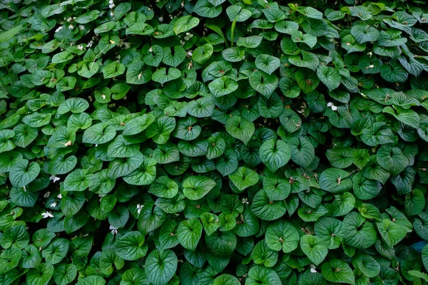 Live Wall Green White Violet Viola Alba Leaves — Stock Photo, Image