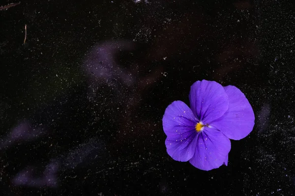 Foto Escura Uma Flor Roxa Com Poeira Fundo Espaço Poluído — Fotografia de Stock