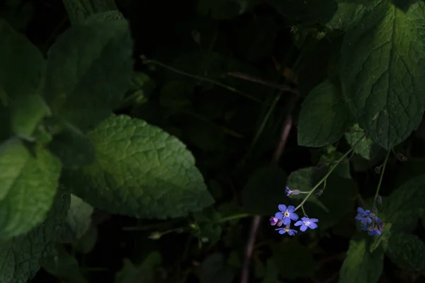 Brillante Olvidar Flores Del Fondo Del Jardín Oscuro Luz Mañana — Foto de Stock