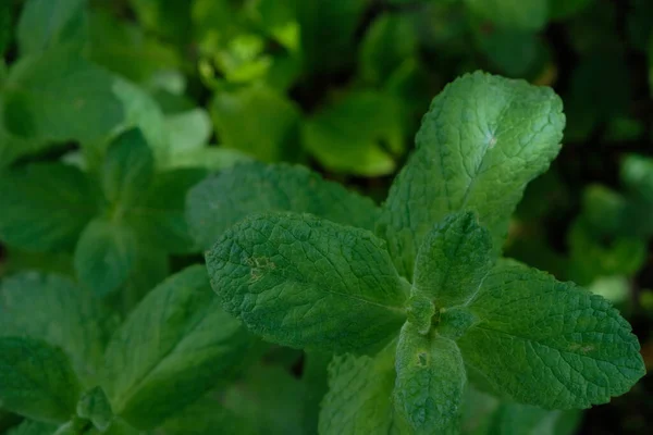 Minzblätter Mentha Arvensis Dunkles Foto Ansicht Von Oben — Stockfoto