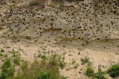 Ukrayna 'da vahşi doğadaki Swift kuşları kolonisi. Yuva delikli kum duvarı. Güneşli yaz günü.