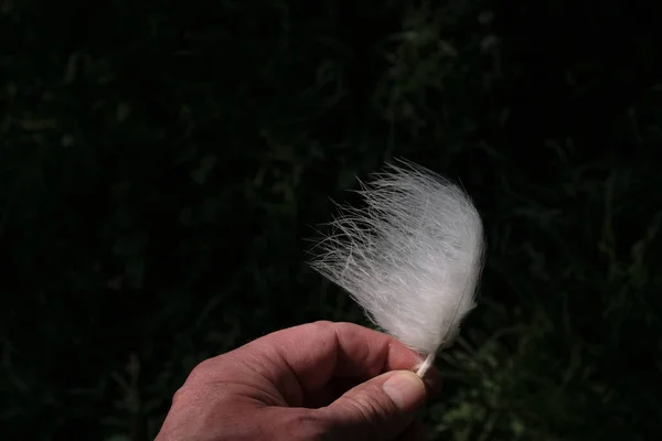 White Feather Man Hand Fluttering Wind Dark Photo — Stock Photo, Image