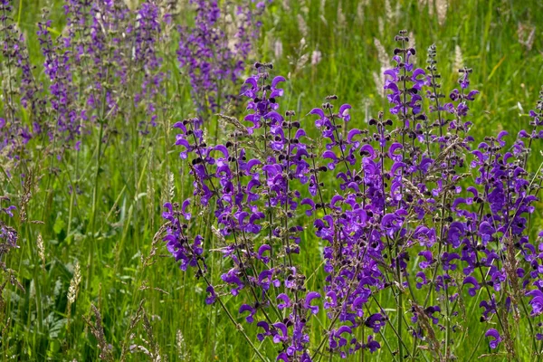 Дикие Фиолетовые Цветы Salvia Pratensis Известный Луговой Клари Луговой Шалфей — стоковое фото