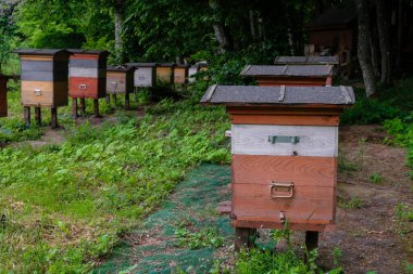 Ukrayna 'da zanaatkar kovanları olan ekolojik arılar. Ormanın gölgesinde arı kovanları.