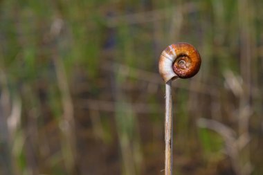 Kahverengi arka planda boş bir nehir spiral kabuğu. Boşluğu kopyala.