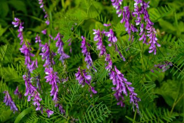 Vetch, vicia cracca değerli bal bitkisi, yem ve tıbbi bitki..