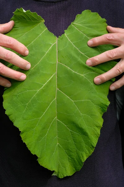 Large Burdock Leaf Man Chest Lungs Green Lungs Concept Vertical — Photo