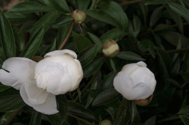 Koyu yeşil arka planda beyaz şakayık tomurcukları. Boşluğu kopyala.