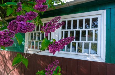 Ahşap bir evin arka planında çiçek açmış leylak rengi. Evim evim güzel evim.