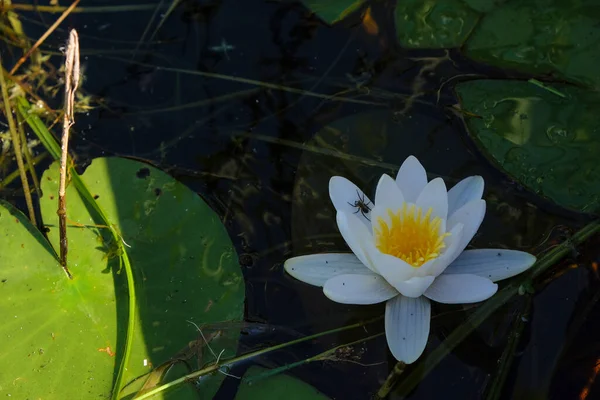 White Water Lily Spider Petal Lake Lyubyaz Ukraine National Nature — Stok Foto